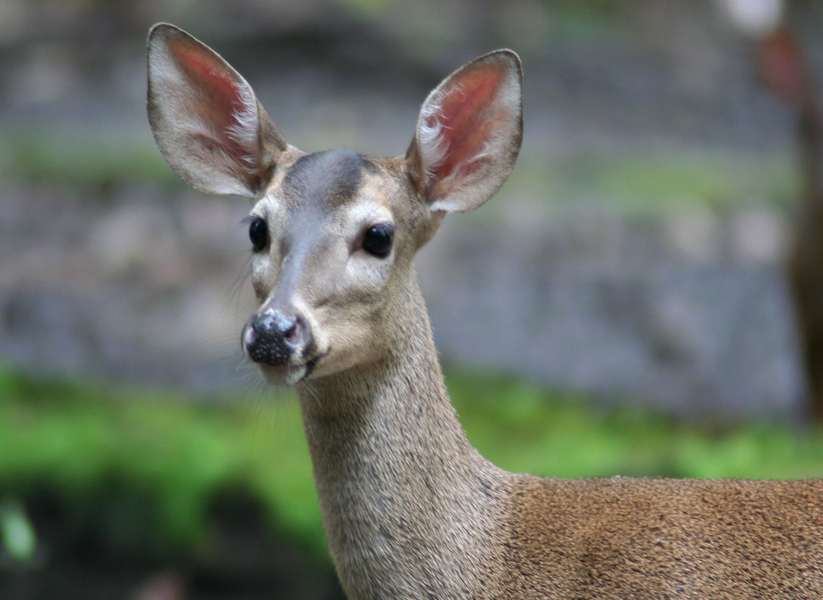 Yucatán White-tailed Deer