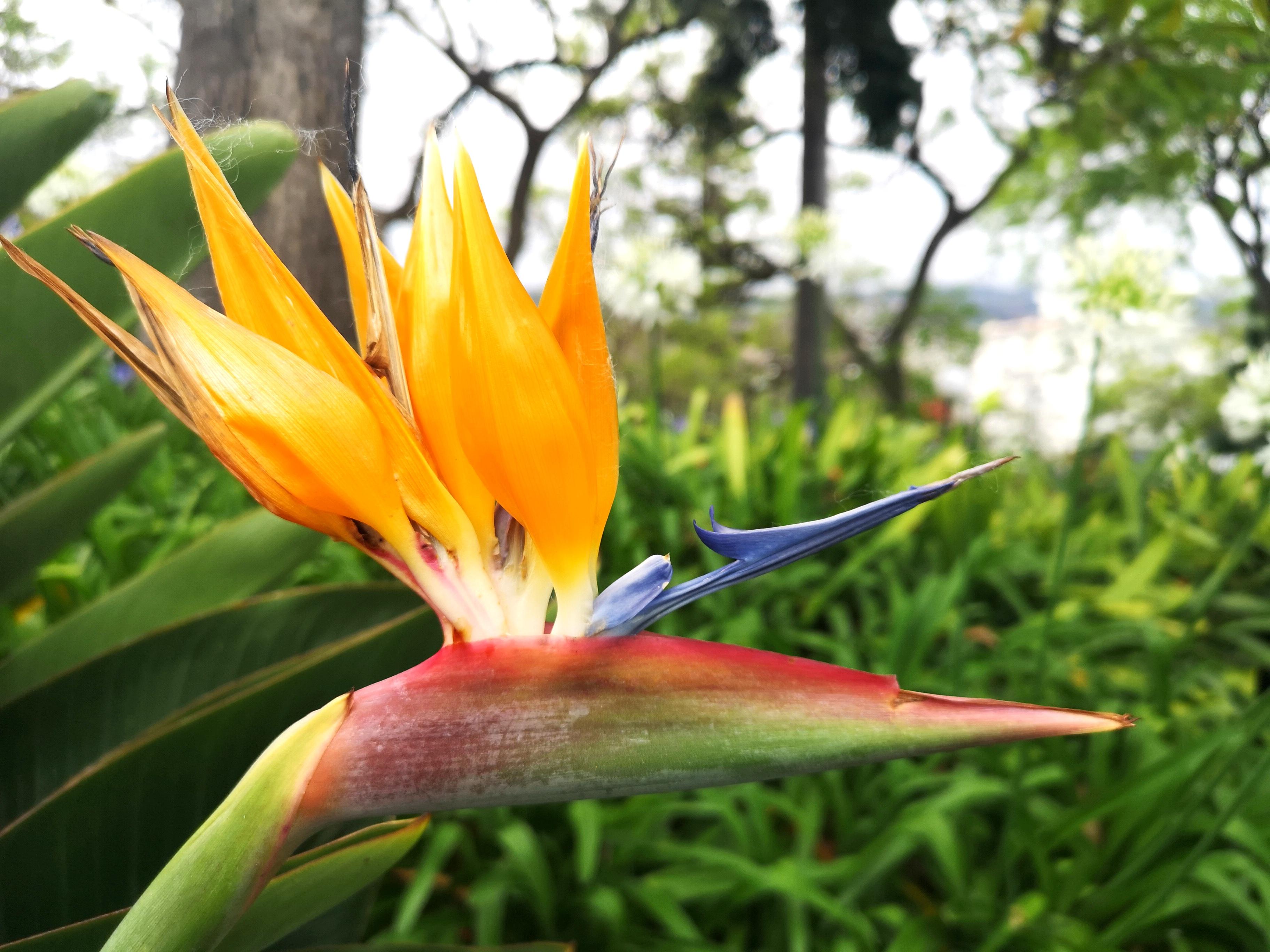 Bird of Paradise flower
