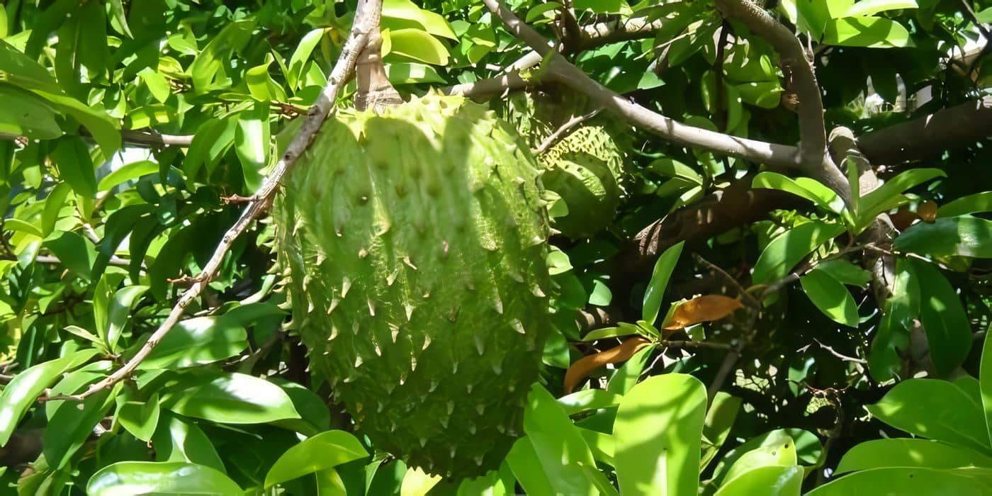Guanábana — soursop fruit