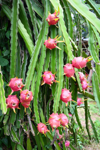 Pitaya — dragon fruit cactus
