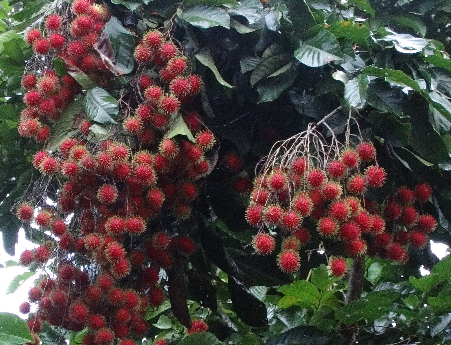 Rambutan fruit